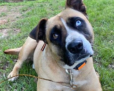 Bandit - Boxer/Hound (Unknown Type) Mix Male Dog for Adoption