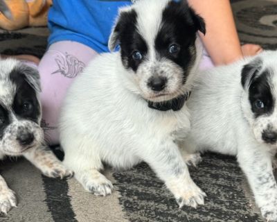 Bliss pups - Cattle Dog Mix Male Puppy for Adoption