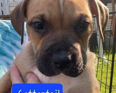 Meet Cottontail, a Petstablished Boxer Dog