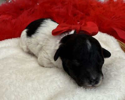 Im Cici s adorable Black and White Mini Poodle, Red Boy. Both my parents have great temperaments and have been genetically health tested. My Mom is a 9lb Poodle and my dad is a 6lb Poodle. I have removed my dewclaws, had my tail docked, received early neurostimulation and litter box training, and will have all my deworming and first puppy vaccines and a thorough nose-to-tail vet examination bef...