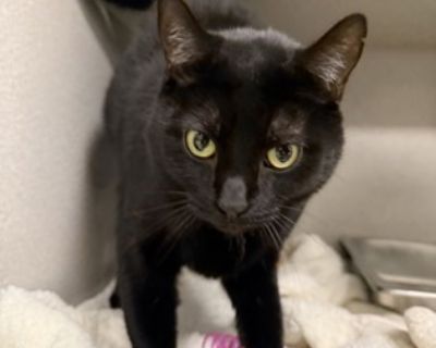 Health Spayed / neutered.. Adult Female Medium