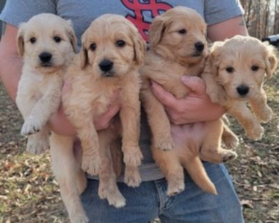 33+ Free Puppies In Missouri Craigslist