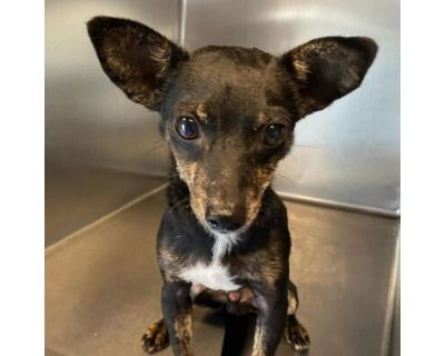 Hulk - Miniature Pinscher/Mixed Breed (Medium) Mix Male Dog for Adoption