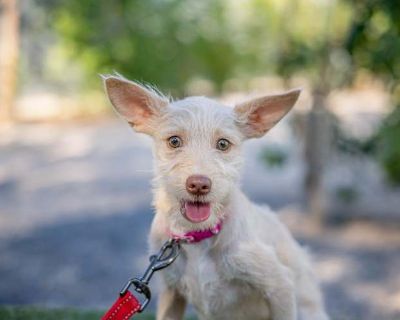 Diva - Border Terrier Female Puppy for Adoption