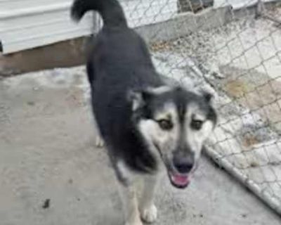 Hudson - Shepherd (Unknown Type)/Husky Mix Male Dog for Adoption
