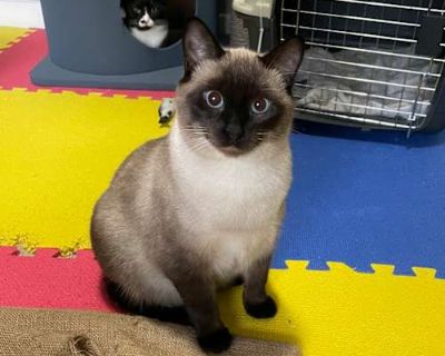 Alassio - Siamese Male Cat for Adoption