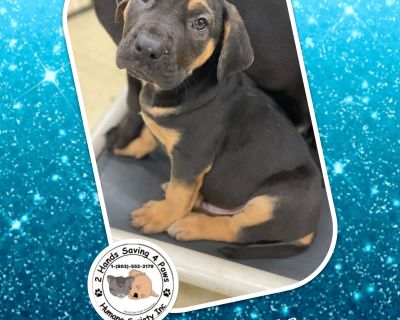 Excalibur - Labrador Retriever & American Bully Mix Male Puppy for Adoption