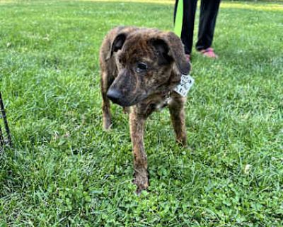 Victra - American Staffordshire Terrier/American Pit Bull Terrier Mix Female Puppy for Adoption