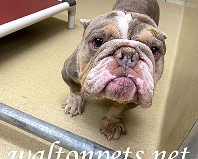 Snookums #16476 - English Bulldog Male Dog for Adoption