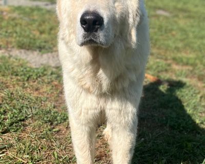 Falcore - Great Pyrenees Male Dog for Adoption