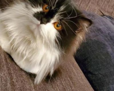 Beans - Persian Male Cat For Sale