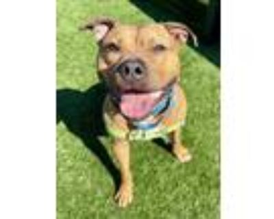 Adopt Madison a Pit Bull Terrier