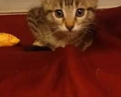 2 mos old Sporty, Sweet, Hyper, Quiet Likes jumping, exploring, looking outside, fighting the broom, and stealing toys (likes crinkly toys the most) Dislikes being held too long. Sometimes she s okay being held, but only when she's not having zoomies Maia, a 4 weeks pregnant teen mom, was abandoned by neighbors who moved. Thankfully we took her in and she was able to safely give birth to 6 kitt...