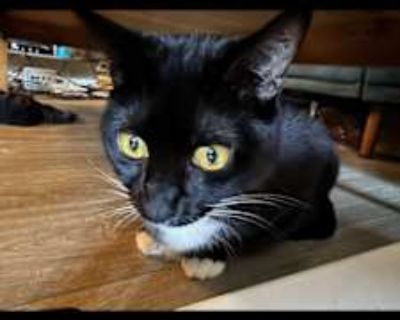 Poppy - American Shorthair Female Cat for Adoption