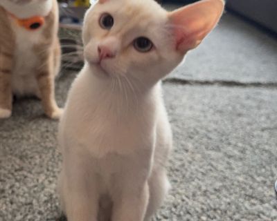 Outgoing, playful, loves humans and other cats. For serious inquiries, call or text (310) 351-9420.. Coat length Short House-trained Yes Health Vaccinations up to date, spayed / neutered.. Kitten Male Small