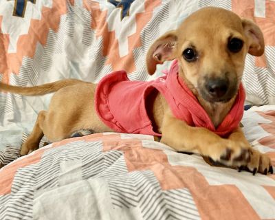 Porsia BR13239-T - Chihuahua & Miniature Dachshund Mix Female Puppy for Adoption