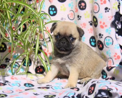 Emmy - 10 Weeks Female Pug Puppy for Sale