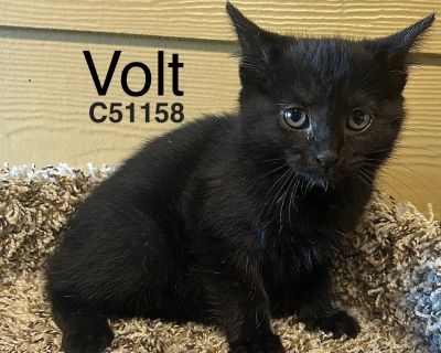Volt - Domestic Short Hair Mix Female Cat for Adoption