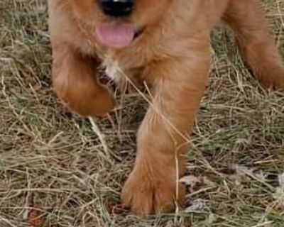 Golden retriever puppies