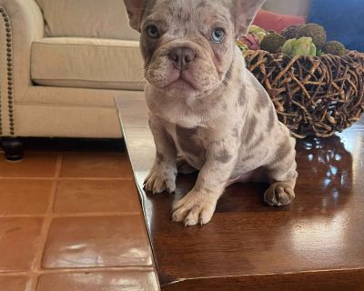 New Shade Isabella Fluffy Carrier French Bulldog Puppies