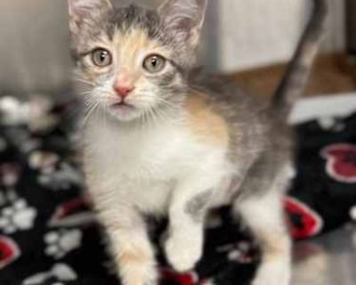 Shots current Spayed / Neutered. Breed Domestic Shorthair Color Age 2 months old, Kitten Sex Female Pet ID S2025194 Hair Length short