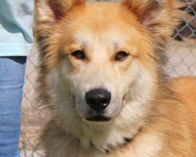 GRADY - Golden Retriever & Husky Mix Male Dog for Adoption