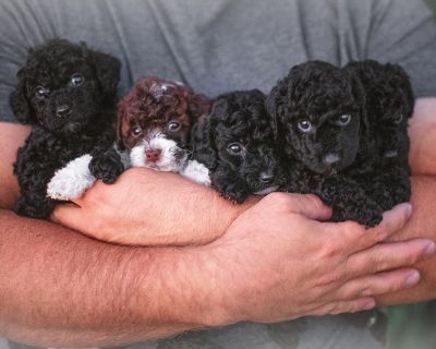 POODLE Male / Female Baby