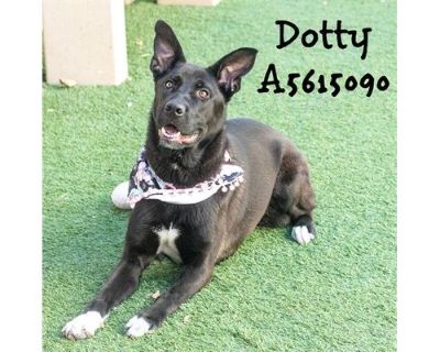 DOTTY - German Shepherd Dog/Australian Shepherd Mix Female Dog for Adoption