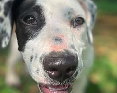 Pepper - Australian Shepherd/Border Collie Mix Female Puppy for Adoption