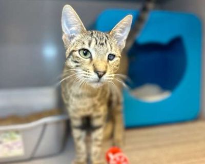 JayJay - Domestic Shorthair Male Cat for Adoption