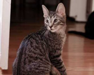 Jamie Oliver - Domestic Shorthair Male Cat for Adoption