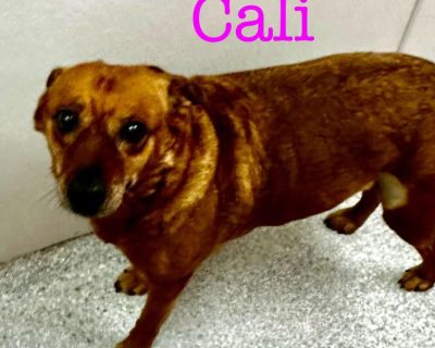 Cali - Australian Cattle Dog / Blue Heeler Female Dog for Adoption