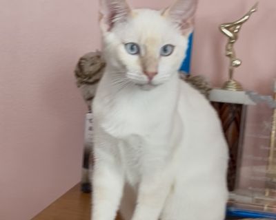 Ravi is a gorgeous and loving Seal Point Siamese mix who loves other cats. He has a gentle spirit and loves to lay in your lap but is also very playful at times. He likes to follow you around to find out what out what you are up to and generally hang out with you when he is not playing with other kittens. He is a total lap cat! To inquire about this gorgeous and sweet kitty: call or text 310-35...