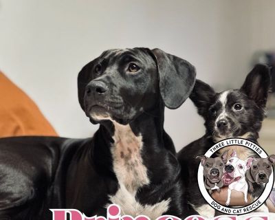 Princess the Loyal Family Dog - Weimaraner & Pit Bull Terrier Mix Female Dog for Adoption