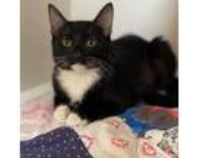 Adopt Trixie a All Black Domestic Mediumhair / Mixed cat in Riverside