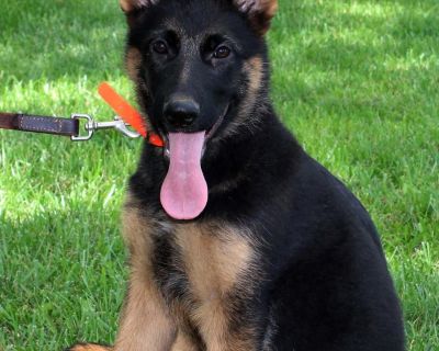 3 Female German Shepherd Dog Puppies for Sale