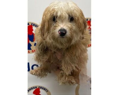 Vans - Cavalier King Charles Spaniel/Poodle (Miniature) Mix Female Dog for Adoption