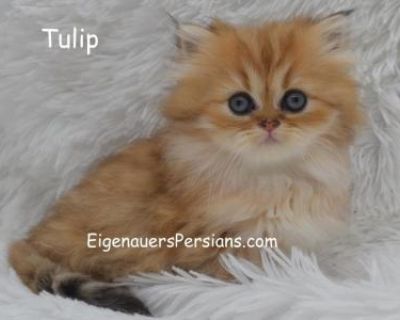 Petunia - Persian Female Kitten For Sale