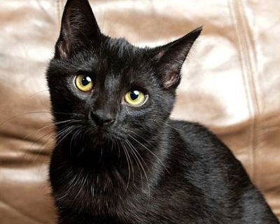 KITTEN BRUNO MARS - Domestic Shorthair Male Cat for Adoption