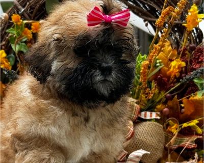 Brianna - ShihPoo Female Puppy for Sale