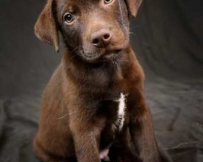 Anakin - Labrador Retriever/Australian Cattle Dog Mix Male Puppy for Adoption