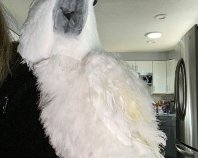 Looking for a male Cockatoo
