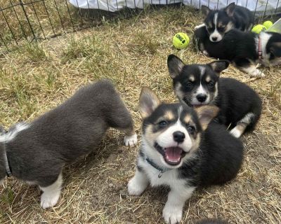 3 Male and 1 Female Pembroke Welsh Corgi Puppies for Sale