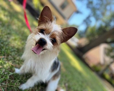 Jordi - Yorkshire Terrier Mix Male Dog for Adoption