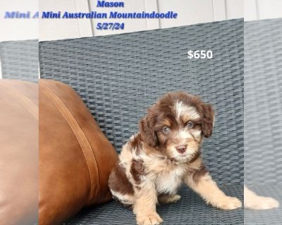 Litter of 3 - Australian Shepherd-Bernedoodle Mix Male Puppy for Sale