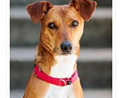 Lydia - Whippet/Beagle Mix Female Dog for Adoption