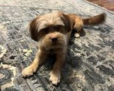 Louie - Shih Tzu Male Dog for Adoption