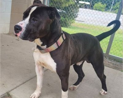 Boss is 68 lbs of muscle. He came into the shelter as a stray, even though he had a collar on. His owner never came to pick him up:( We have not tested him with other dogs or kids yet, but Boss is up for adoption.