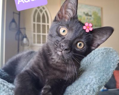 Meet the sweetest Panther Princess on the planet, the adorable Addie! View all of Addie's photos and videos at https://photos.app.goo.gl/2jq5XvLv4ycJLpWX6 This adorable baby girl will pounce her way into your heart, four paws first, with her sweet curiosity and gentle personality. She is an affectionate little girl who will nuzzle you when it's cuddle time and lull you to sleep with her gentle ...