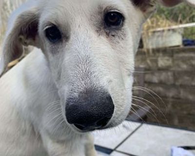 Braxton (12wk PUPPY) - German Shepherd Dog/Labrador Retriever Mix Male Puppy for Adoption